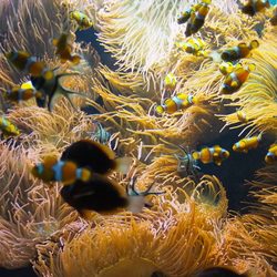 Zoo's und Tiergärten